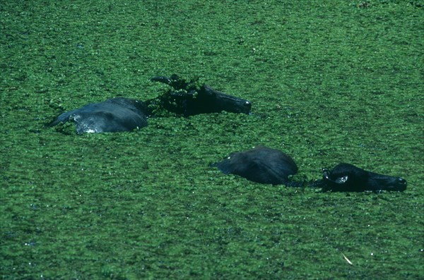 SRI LANKA, Yala National Park, Two wild Water Buffaloes submerged in water with a covering of green water plants