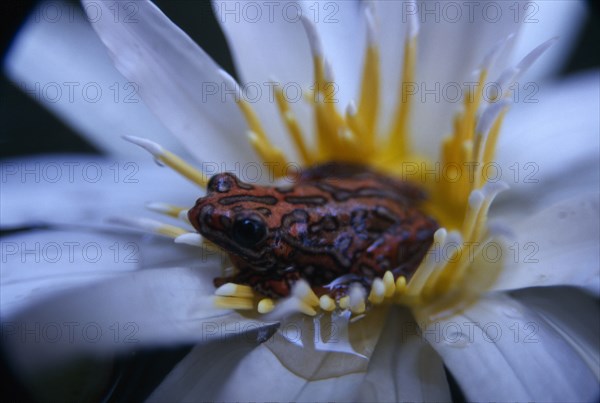 NATURAL HISTORY, Frogs, Painted reed frog ( Hyperolius sp. ) sitting in a flower floating on the waters surface.