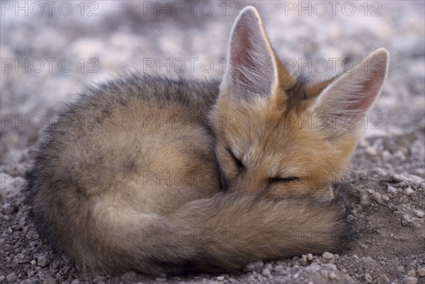 ANIMALS, Wild Dogs, Foxes, Cape Fox ( Vulpes chama ) curled up in a ball on the ground.