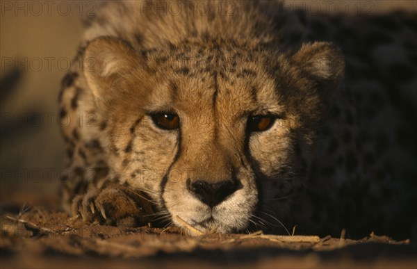 ANIMALS, Big Cats, Cheetah, Face on portrait of a Cheetah ( Acinonyx jubatus ) lying down in the grass with its chin on the ground.