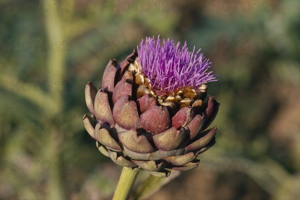 FRANCE, Brittany, Finistère, "Plouescat.  Artichoke head, close view."