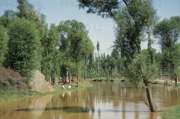 CHINA, Ningxia, Irrigation canal with sheep grazing on banks beneath trees.