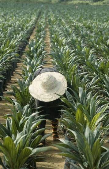 NIGERIA, Agriculture, Man tending young palm oil trees