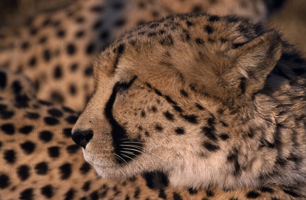 ANIMALS, Big Cats, Cheetah, Close up profile shot of a Cheetah in Namibia.