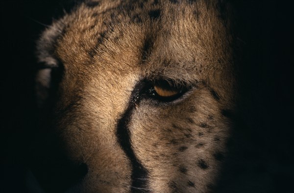 ANIMALS, Big Cats, Cheetah, Extreme close up of the partially shadowed face of a Cheetah in Namibia.
