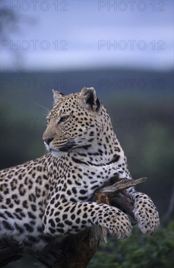 ANIMALS, Big Cats, Leopard, Leopard lying on tree branch in Namibia.