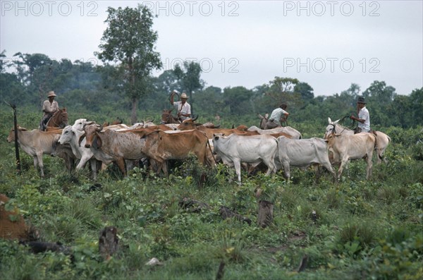 BRAZIL, Matto Grosso, Farming, Gauchos with cattle on deforested land