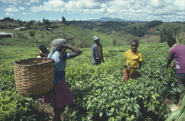 KENYA, Agriculture, Group of tea pickers working in field.
