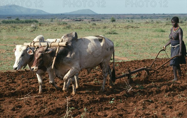 UGANDA, Karamoja District, Jie woman ploughing maize field using ox drawn plough.