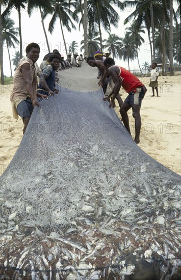 GHANA, Industry, Men pulling fishing nets full of fish out of sea.