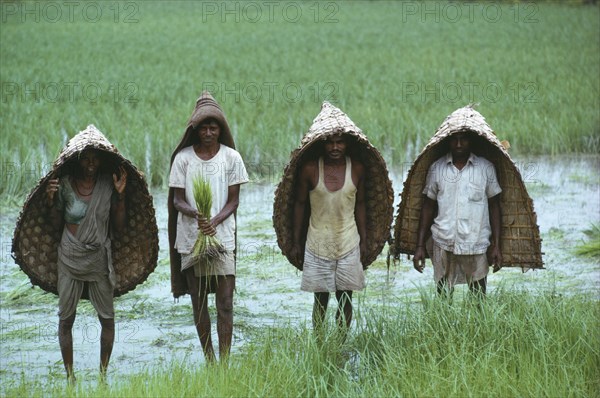 INDIA, Maharashtra, Monsoon, "Adivasi workers in flooded rice paddy fields wearing woven capes as protection from the monsoon rain. Adivasi tribal group, the word Adivasi means 'original inhabitants' in Sanskrit"