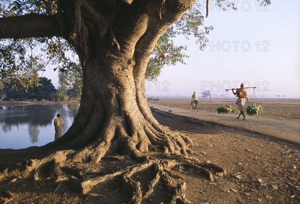 INDIA, Andhra Pradesh, Landscape, "Rural scene with large tree with spreading roots in foreground, passing cyclist and man carrying panniers with vegetables "