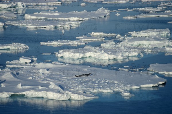 ANTARCTICA, Ross Sea, Seal on floating pack ice