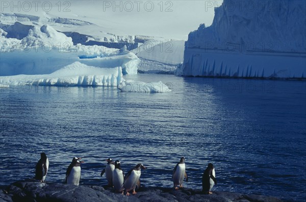 ANTARCTICA, Antarctic Peninsula, Penguins on rocks in the foreground with Ice cliffs over water