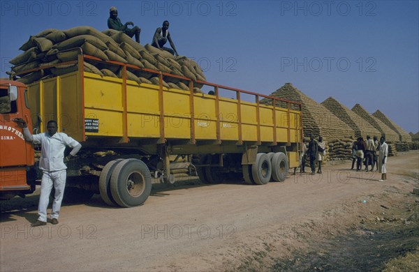 NIGERIA, Kano, Workers unloading sacks of groundnuts to build pyramids.