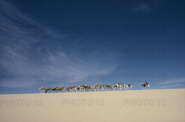 NIGER, Desert, Camel train on ridge of sand dune