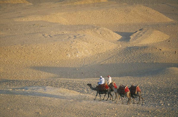 EGYPT, Cairo Area, Giza, Camel train returning from the Pyramids