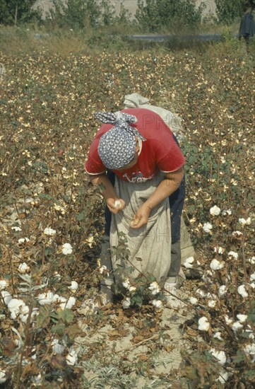 GREECE, Thessalia, Larisa, Women picking cotton.