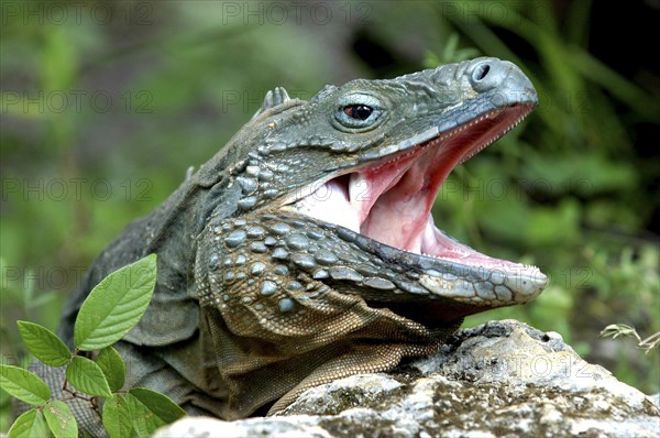 WEST INDIES, Cayman Islands, Close up profile shot of a lizard with its mouth open