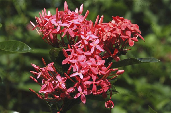 WEST INDIES, Cayman Islands, Red flower