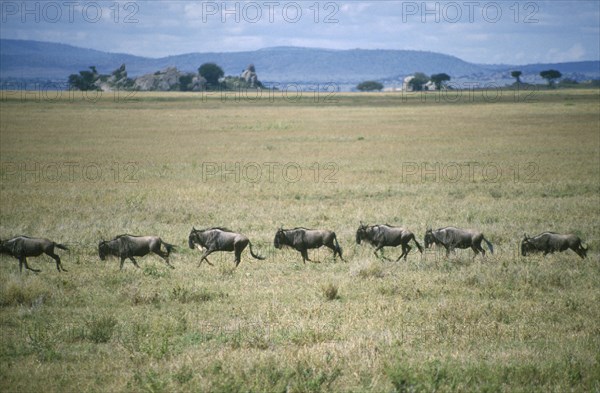 TANZANIA, Serengeti National Park , Migrating wildebeest galloping across grass plains.