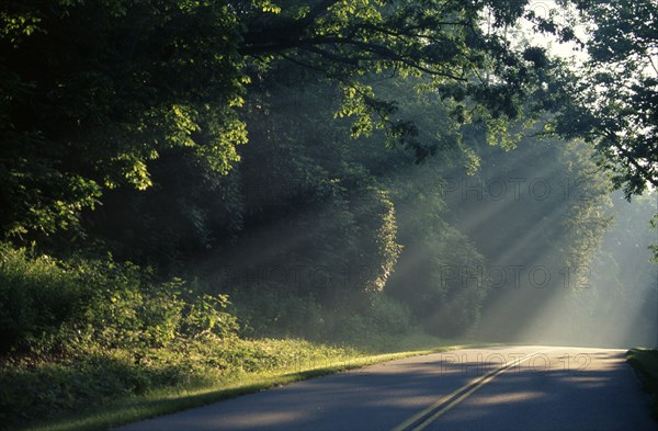 USA, North Carolina, Near Waynesville, Light shining through trees on to a section of the Blue Ridge Parkway road