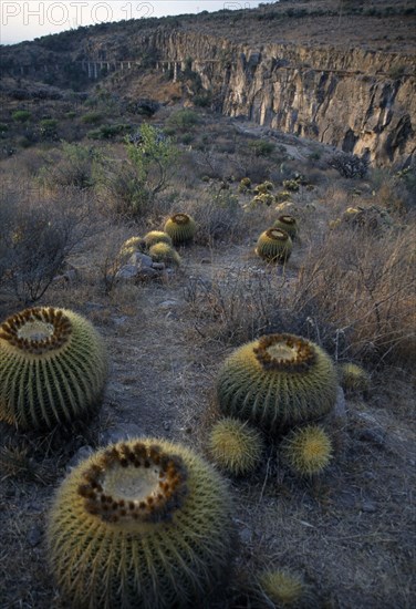 MEXICO, San Miguel de Allende, Cacti at Jardin Botanico El Charco del Ingenio