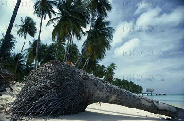 WEST INDIES, Tobago, Trees, Palm tree on beach uprooted by wind.  Cropped view showing lower trunk and root ball.