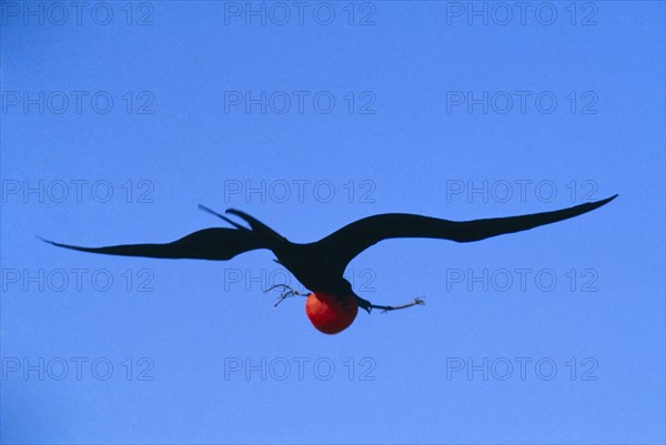 ECUADOR, Galapagos Islands, Male Frigate bird flying through blue sky