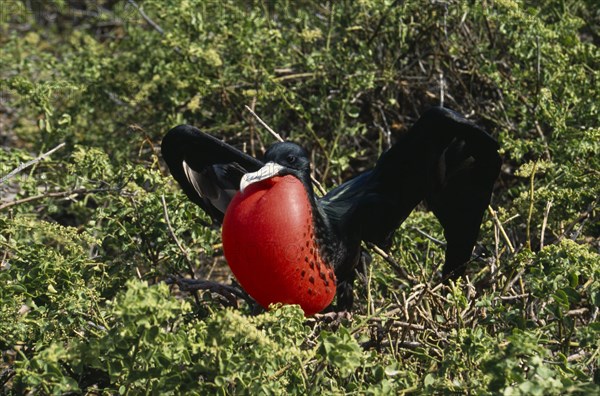 ECUADOR, Galapagos Islands, Tower Island, Male Frigate bird sitting among bushes