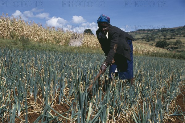 KENYA, Farming, Woman hoeing in onion field.