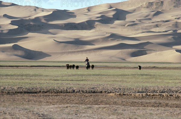 MONGOLIA, Hungui River Valley, Horseback rider driving herd of cows home against a backdrop of sand dunes