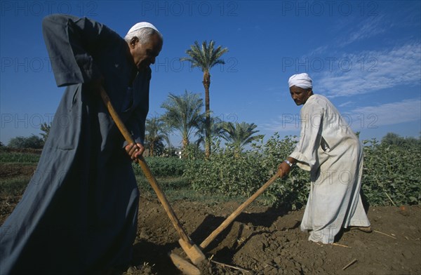 EGYPT, Nile Valley, Luxor, Two men tilling field by hand in preparation for crop of maize or sugar cane.