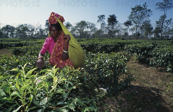 BANGLADESH, Srimangal, Female tea picker putting leaves in sack supported around her head.