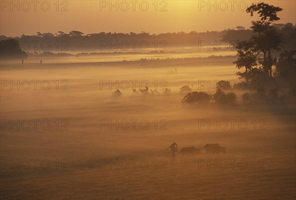 BANGLADESH, Hatiya, Farmer with cows in early morning mist at sunrise.