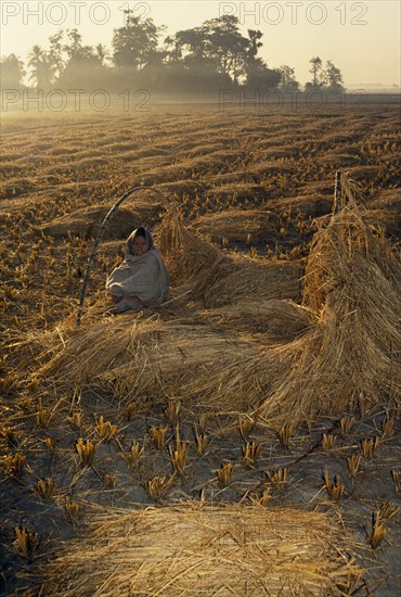 BANGLADESH, Hatiya, Child guarding harvested rice at dawn.