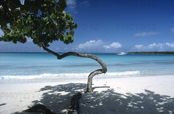 CUBA, Holguin, Guardalevaca, Single tree on sandy Pesquero beach near the waters edge that has been shaped by the wind and environment
