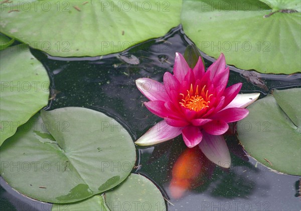 CHINA, Beijing, Forbidden City, Close up view of pink water lily flower on pond with goldfish swimming underneath