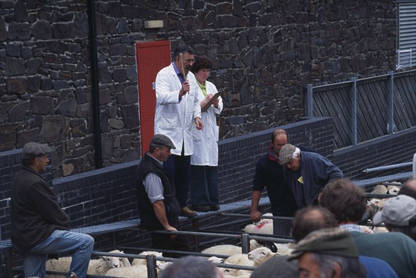 WALES, Gwynedd, Dolgellau, View over tightly packed sheep in a pens toward auctioneer at the weekly sheep fair