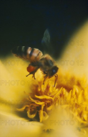 INSECTS, Bees, Honey bee collecting pollen from a yellow flower