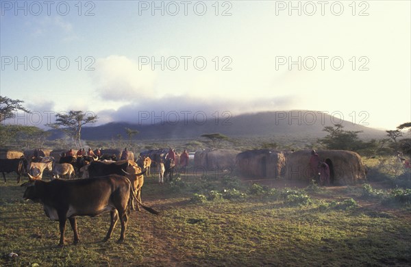KENYA, , A maasai moran village in the early morning. The cattle  live in the centre of the corral of huts and are the centre of the community.