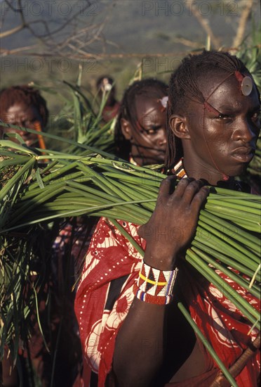 KENYA, Kajiado, Maasai moran or young warriors bring freshly cut reeds for the meat to be placed on at the start of a meat feast  which is part of the initiation ceremony that will bring them into manhood