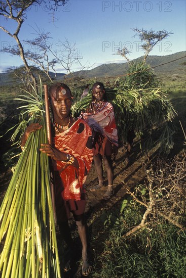 KENYA, Kajiado, Maasai moran or young warriors bring freshly cut reeds for the meat to be placed on at the start of a meat feast  which is part of  the initiation ceremony that will bring them into manhood.