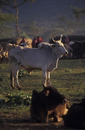 KENYA, Kajiado, A sacrificial bull. The bull will be slaughtered as part of an intiation ceremony which will bring the Maasai Moran into manhood.