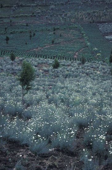 KENYA, , Pyrethrum daisies growing in central Kenya. This natural insecticide is grown in great quantities in Kenya and the  country generates 70% of the worlds production.