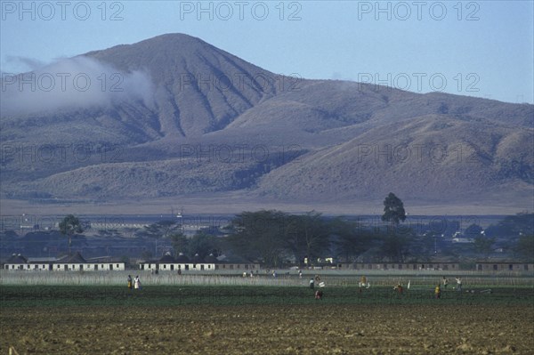 KENYA, , Pyrethrum daisies growing in central Kenya. This natural insecticide is grown in great quantities in Kenya and the  country generates 70% of the worlds production.