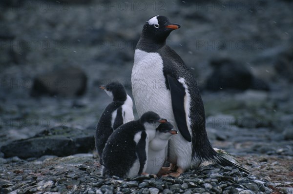 ANTARCTICA, Ardley Island, View of a Gentoo Penguin with three chicks