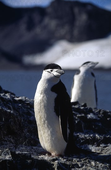 ANTARCTICA, Livingstone Island, Hannah Point, View of two adult Chinstrap Penguins standing on a coastal rock slope