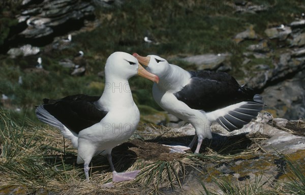 FALKLAND ISLANDS, West Point Island, A pair of Black Browed Albatross.