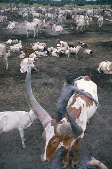SUDAN, South, Farming, Dinka cattle camp with tribesman leaning over brown and white song ox.  Note shape of horns trained to particular growth pattern to distinguish it from others.